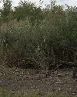 A photograph from the artwork some lives on earth by Dennis Haustein. 