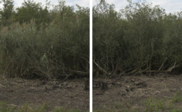 A photograph from the artwork some lives on earth by Dennis Haustein. 